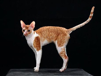 蠢萌一瞬，猫含量惊人！日本小哥拍摄超可爱猫猫写真